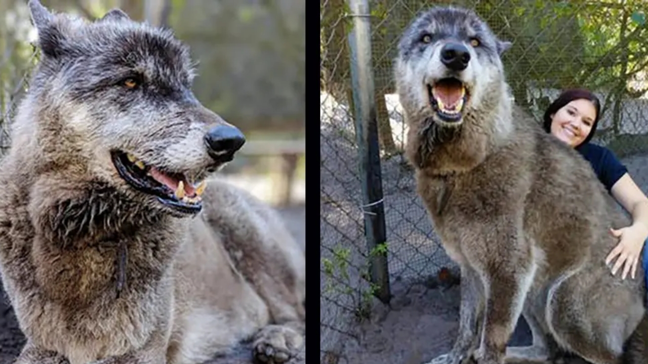 Il Commovente Addio A Yuki Il Cane Lupo Simile Ai Metalupi Della Serie