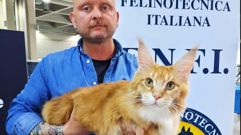 Il gatto più bello del mondo è di Brescia Leonardo ha vinto l