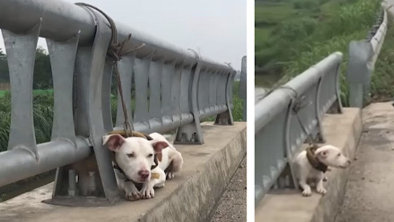 La Storia Di Bianco Il Cane Abbandonato In Autostrada Salvato Da Un