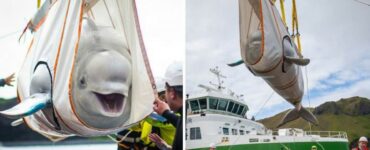 Bellissime Balene Beluga Sono felicissime di essere salvate