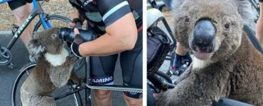 Un koala assetato ferma un gruppo di ciclisti e beve l'acqua dalla loro borraccia