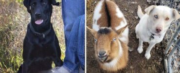 Cane smarrito torna a casa con due nuovi amici conosciuti lungo la strada