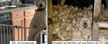 cani che conoscono modo per essere sempre felici