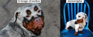 cani dai colori unici che vi faranno emozionare