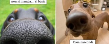 cani che sono sempre alla ricerca di qualcosa