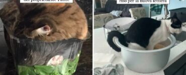 gatti che dimostrano come la realtà sia solo il loro giogo