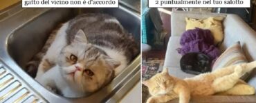 gatti che con astuzia fanno scherzi