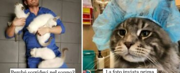 gatti che decidono di rimanere nelle cliniche