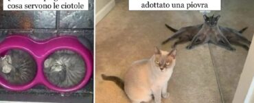 gatti dominatori della nostra realtà