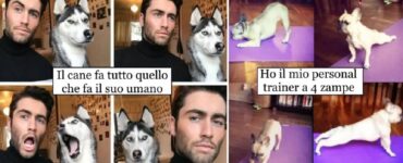 cani amici provano ad essere come noi