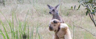 Il cucciolo di canguro che ha perso la sua mamma abbraccia un orsacchiotto e lo porta ovunque