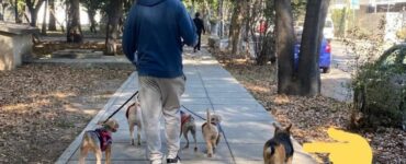 cane randagio aspetta ogni mattina i suoi amici che arrivano al parco con il dog-sitter