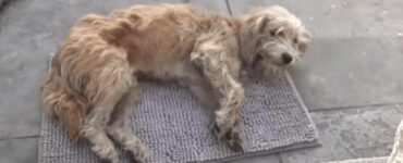 Cane randagio entra nel cortile di una famiglia e si accascia a terra dolorante