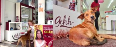 ottica accoglie e cura i cani randagi nell'attesa che qualcuno li adotti