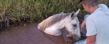 Cavallo salvato dai Vigili del fuoco