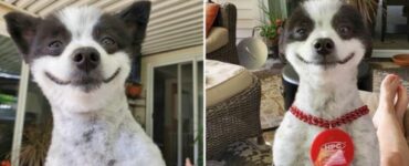 Chevy, dolcissimo cucciolo che sorride sempre e trasmette allegria