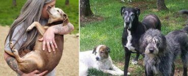 donna trasforma la sua casa in un ospizio per cani anziani