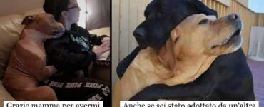 cani che dimostrano di sapere cosa è amicizia