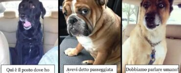 cani che sanno di essere in clinica