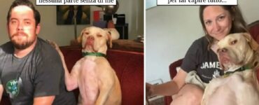 cani che non nascondono propria diffidenza