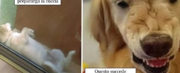 cani che possono essere molto strani