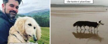 cani che rovinano fotografie