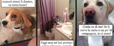 cani che vogliono stare sempre con i proprietari