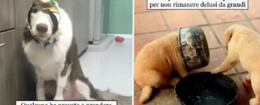 cani che volevano soffiare del cibo