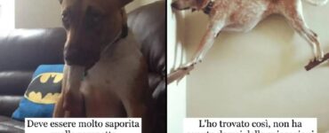 cani talmente incomprensibili da fare di tutto