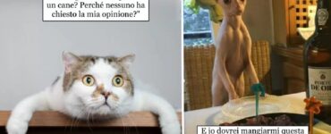 gatti che sanno come parlare con i proprietari