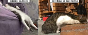 gatti che si comportano in modo misterioso