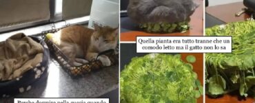 gatti che riassumono pensiero felino per dormire