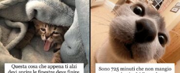 gatti che sanno come iniziare al meglio la giornata