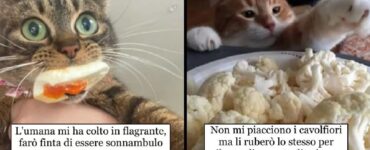 gatti che improvvisano furti di cibo