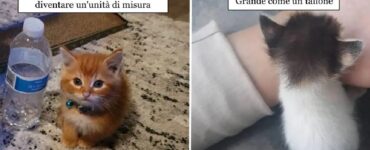 gatti così minuscoli da essere irresistibili