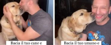 comportamento canino buffo dopo gesto proprietario