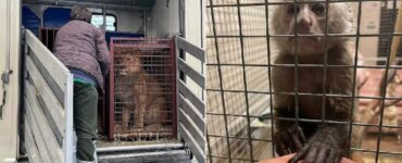 dall'Ucraina portano in salvo degli animali in uno zoo polacco