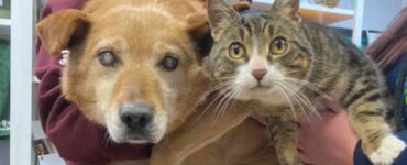 Un cane cieco e il suo amico gatto vengono finalmente adottati insieme