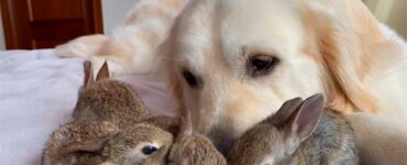 Piccoli coniglietti pensano che il Golden Retriever sia il loro papà