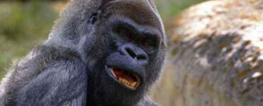 Ozzie, il gorilla più vecchio del mondo, ci ha lasciato all'età di 61 anni