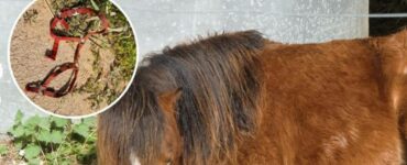 Pony trascinato con la macchina per 3 km