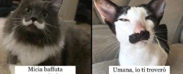 gatti che sono a tutti gli effetti straordinari