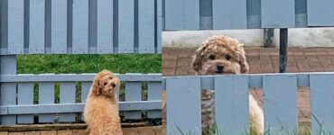 cane ffacciato alla recinzione