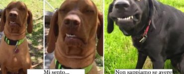 cani che danno vita a facce uniche