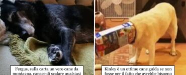 cani che hanno fallito l'obbiettivo