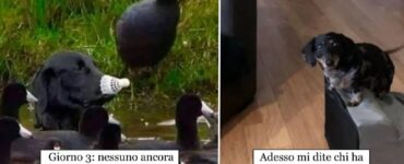 cani che tirano fuori il meglio