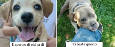 cani che hanno la possibilità di una nuova vita