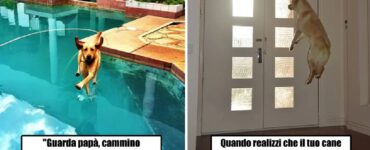 cani immortalati al posto esatto