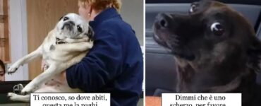 cani che sono ingannati per andare dal veterinario