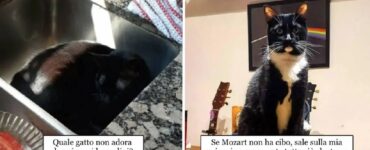 gatti autori di momenti esilaranti